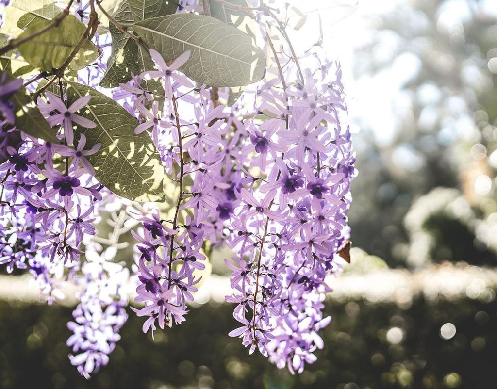Noosa Valley Manor B&B Doonan Екстериор снимка